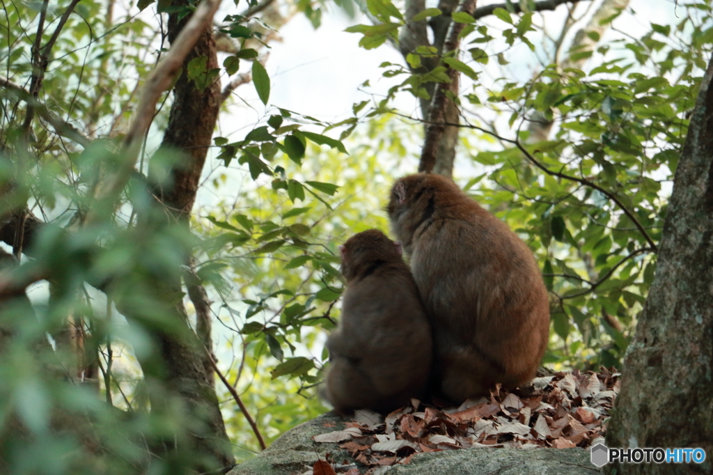 お猿さんの親子