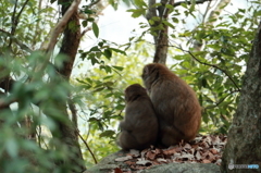 お猿さんの親子