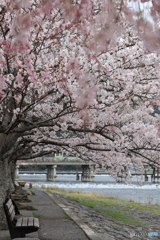 桜と渡月橋 #1
