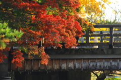 橋の横の紅葉