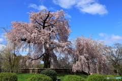 枝垂れ桜