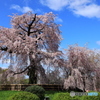 枝垂れ桜