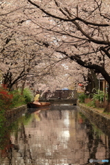 高瀬川と桜並木