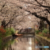 高瀬川と桜並木