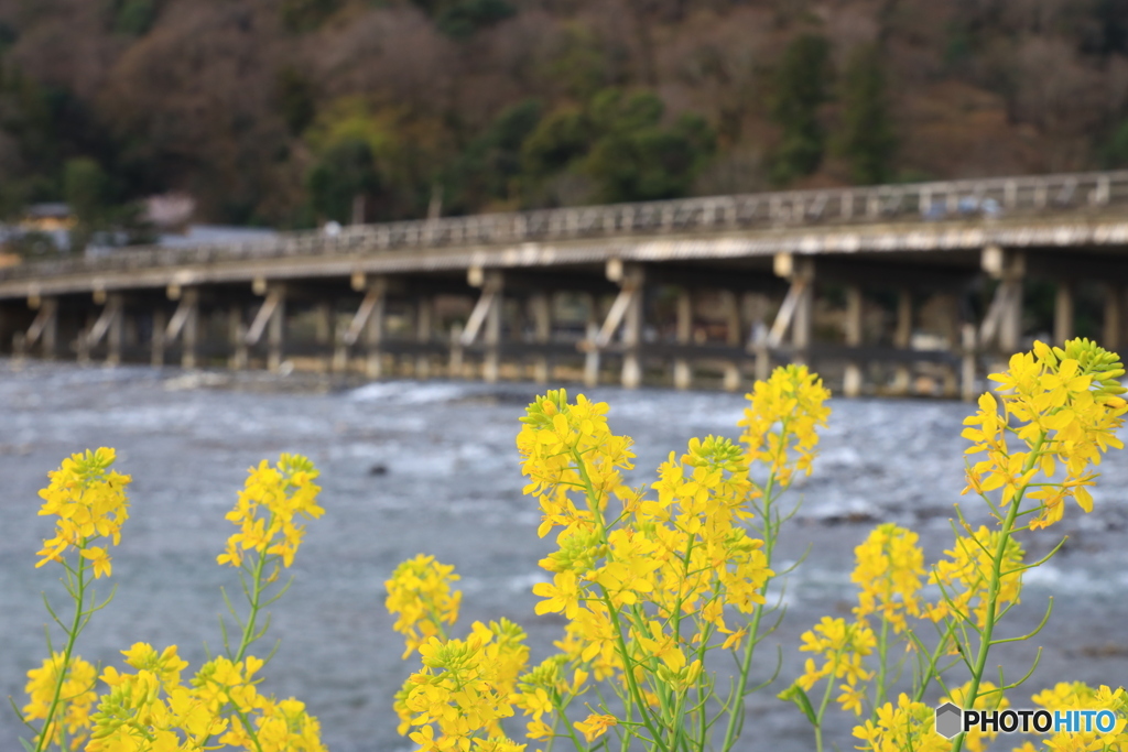 黄色い花で渡月橋を飾ってみた