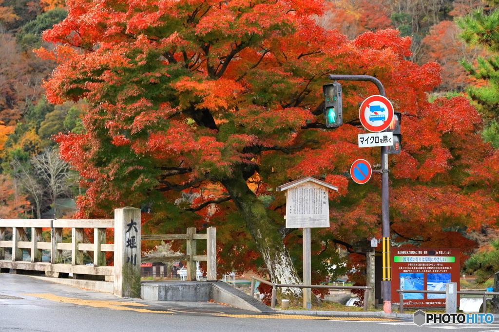 紅葉の樹