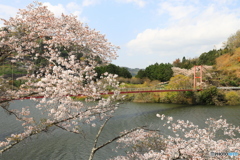 ダムと桜
