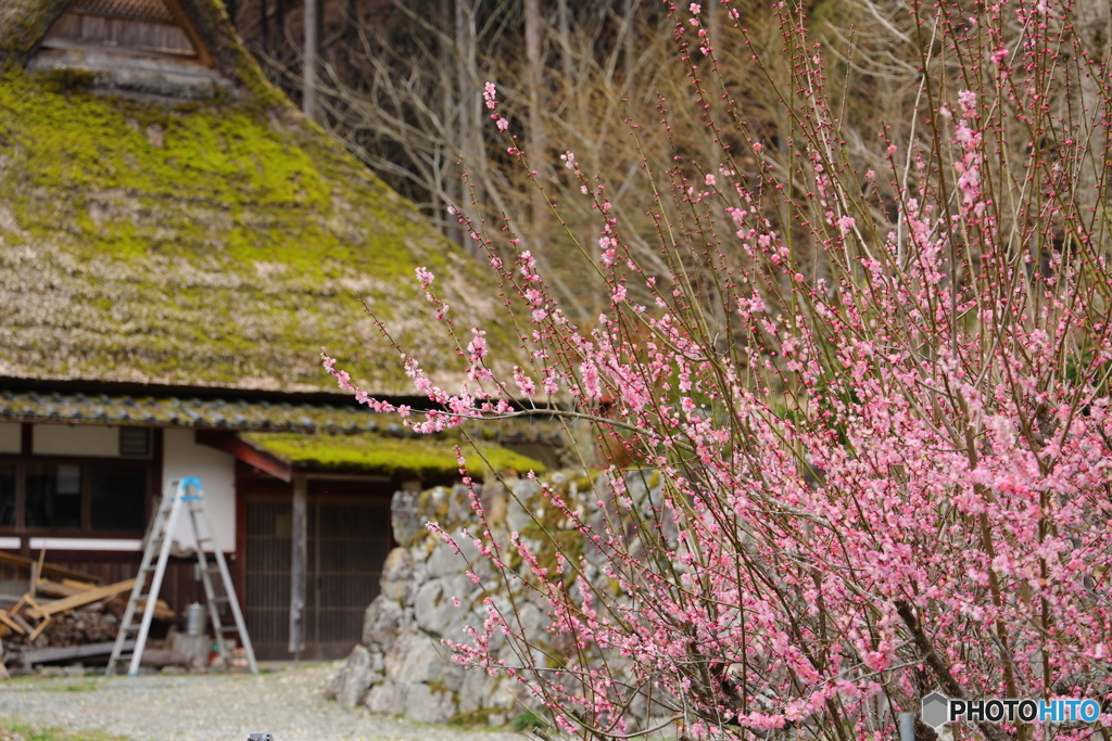 花とかやぶき屋根の家