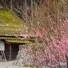 花とかやぶき屋根の家