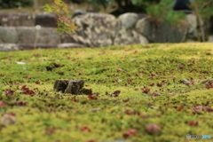 小さな切り株と落葉