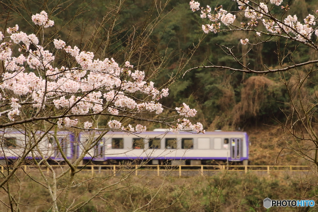 桜と列車