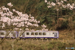 桜と列車