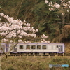 桜と列車