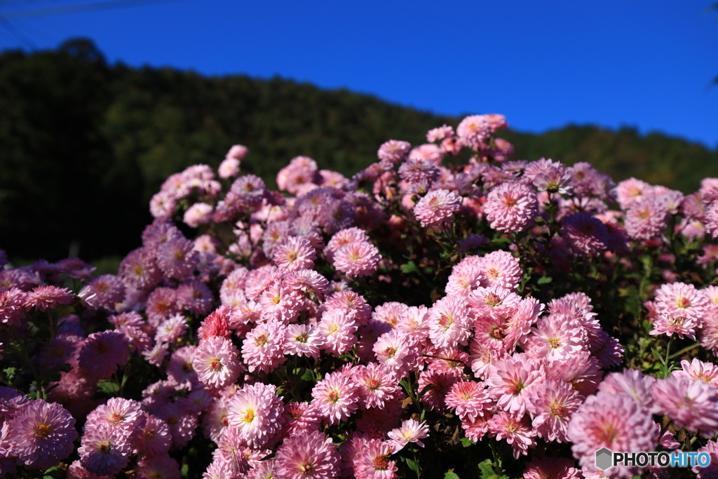 お花いっぱい