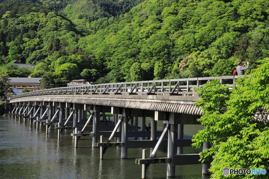 新緑と渡月橋