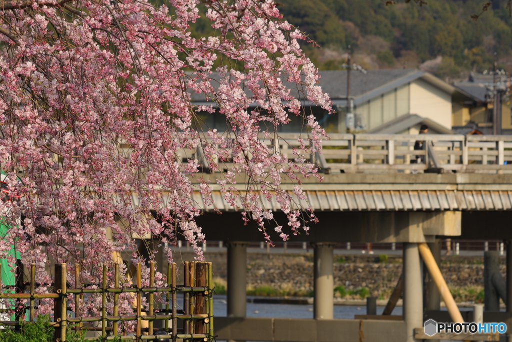 しだれ桜と渡月橋