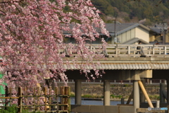 しだれ桜と渡月橋