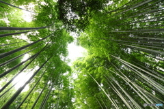 竹林を見上げてみた～