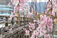 桜の花と三条大橋