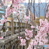 桜の花と三条大橋