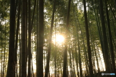 竹林の間から眩しい太陽