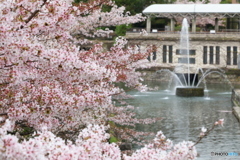 桜の花と噴水