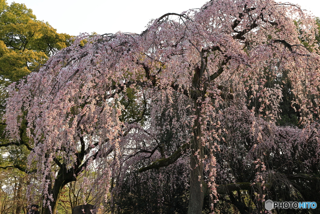 しだれ桜 咲き始めました②