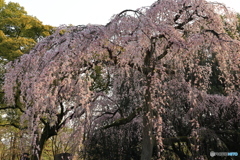 しだれ桜 咲き始めました②