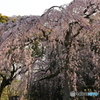 しだれ桜 咲き始めました②