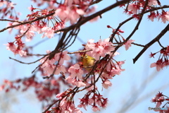 桜にメジロ #2