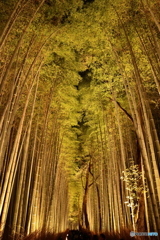 嵐山・花灯路 竹林の巻