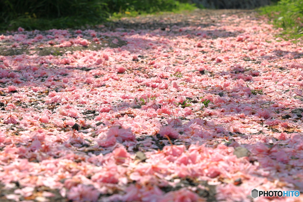 桜の道