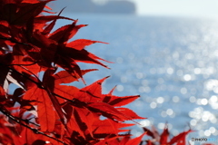 琵琶湖をバックに紅葉