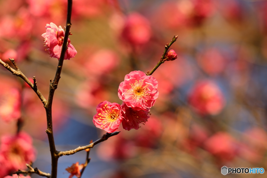 梅の花