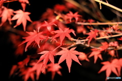 夜の紅葉