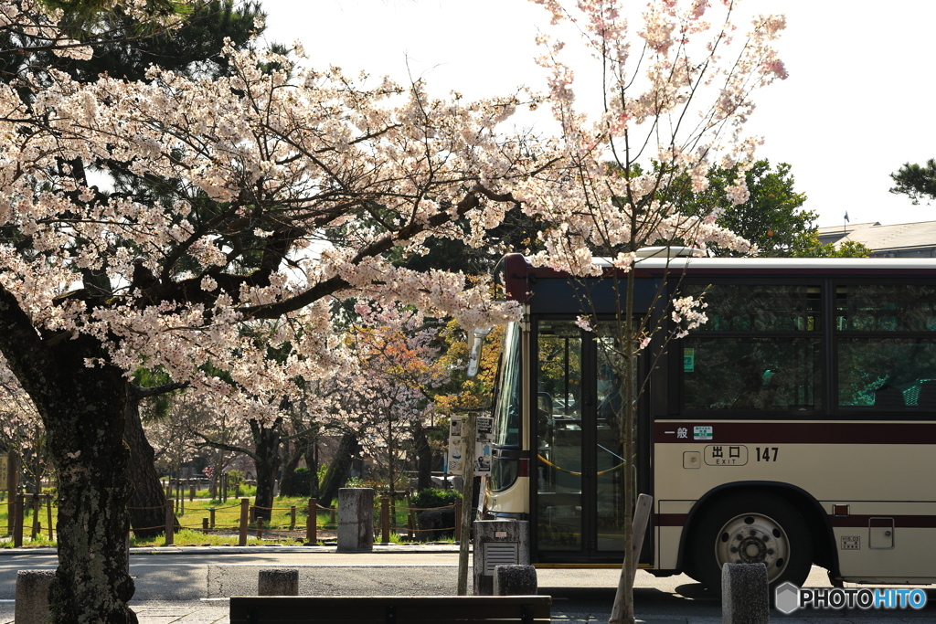 桜とバス