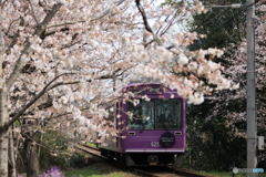 嵐電 桜のトンネル #2