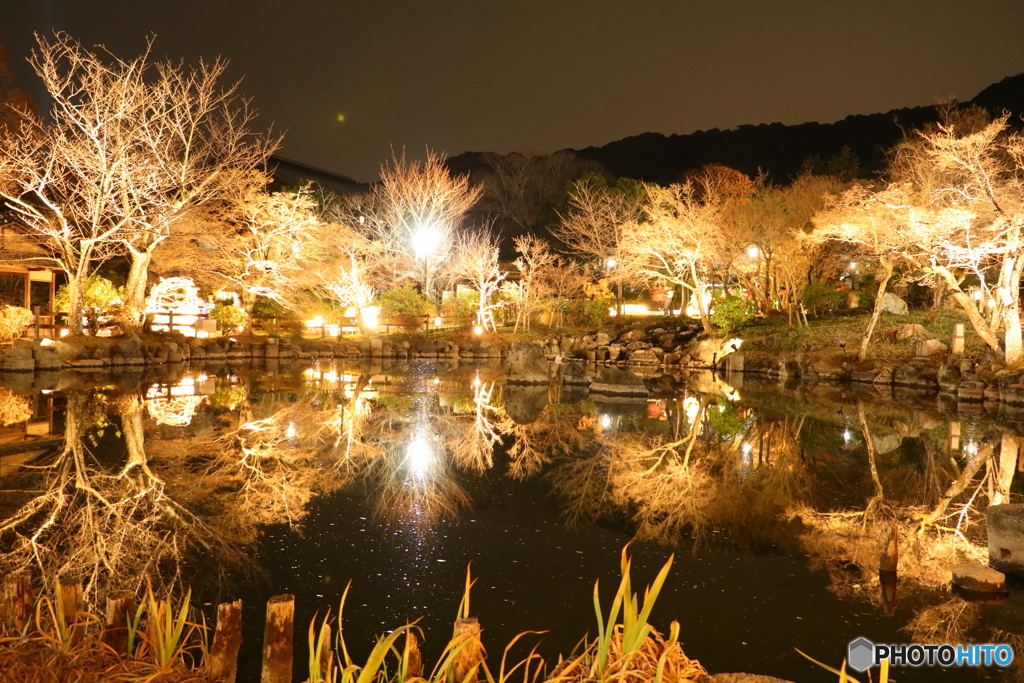 東山花灯路 円山公園ライトアップ-1