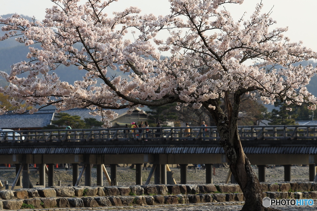 桜と渡月橋