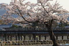 桜と渡月橋