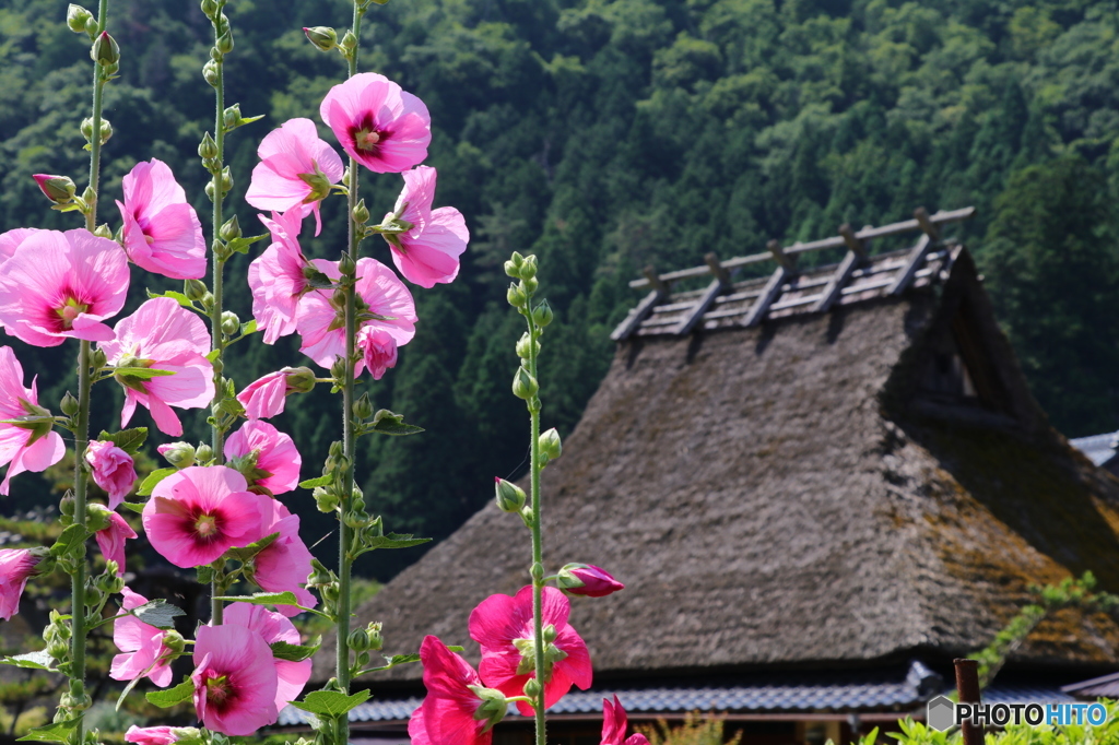 お花とかやぶきの家