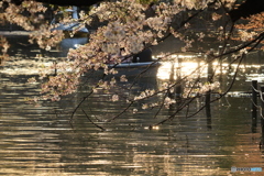 桜の花と光輝く池