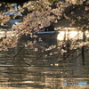 桜の花と光輝く池