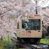 嵐電 桜のトンネル #2