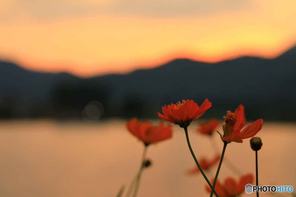 夕焼けとお花