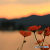 夕焼けとお花