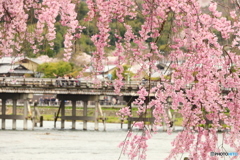 桜満開の嵐山#2