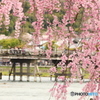 桜満開の嵐山#2