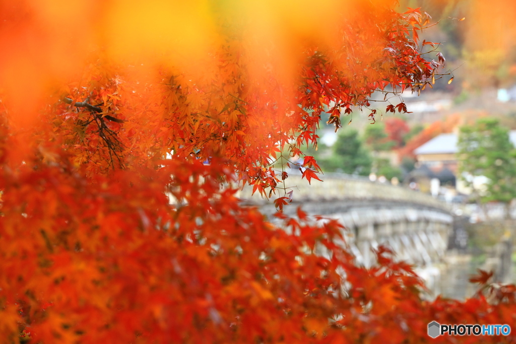 紅葉の隙間から