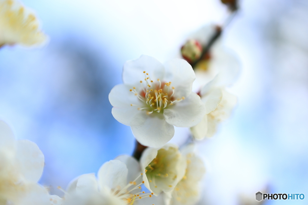 青空に白い梅の花